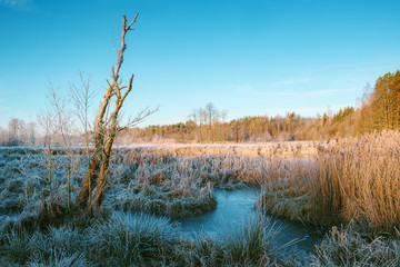 Hoarfrost lies on the grass. Morning landscape by the river.