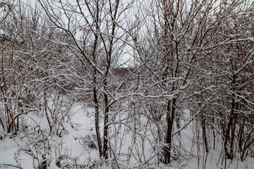 Trees covered with fresh snow in winter forest