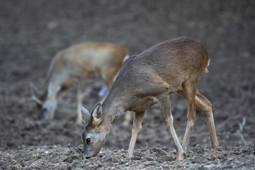 Group of roe deer and buck