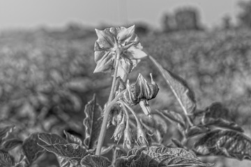 Black and white tone flower, potato flower.