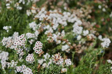 Flores blancas en medio del bosque en verano