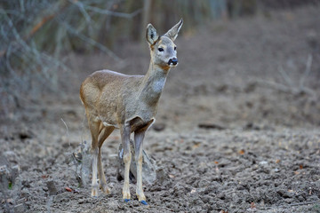 Roe deer in the forest