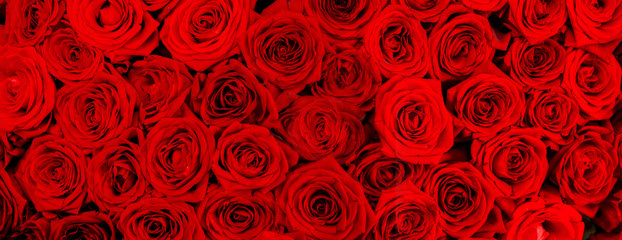 red roses background close up