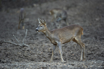 Group of roe deer and buck