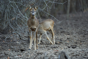 Group of roe deer and buck