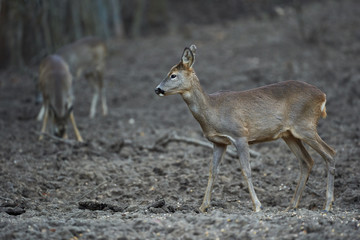 Group of roe deer and buck
