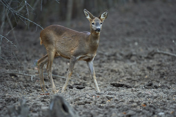 Roe deer in the forest