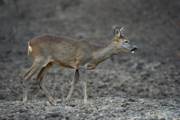 Roe deer in the forest