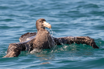 Northern Giant Petrel