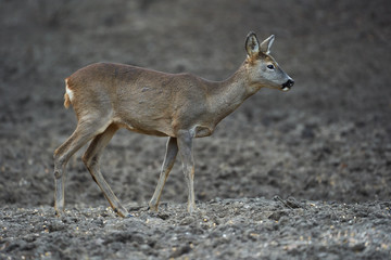 Roe deer in the forest