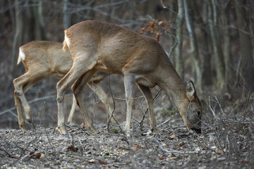 Group of roe deer and buck
