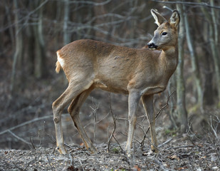 Roe deer in the forest