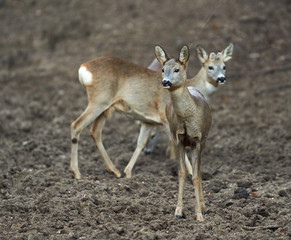 Group of roe deer and buck