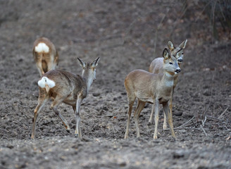 Group of roe deer and buck
