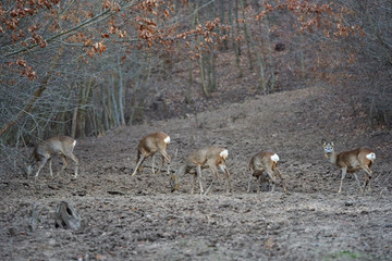 Group of roe deer and buck