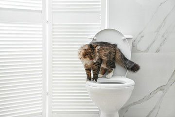 Cute cat on toilet bowl in bathroom