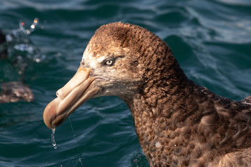 Northern Giant Petrel