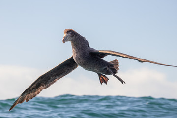Northern Giant Petrel