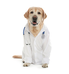 Cute Labrador dog in uniform with stethoscope as veterinarian on white background