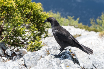 black crow on a rock at cradle mountain