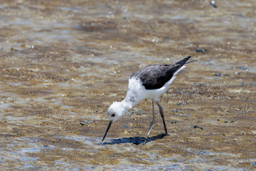 Pied Stilt