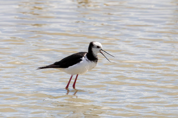 Pied Stilt