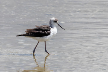 Obraz premium Pied Stilt
