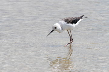 Pied Stilt