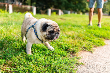Person owner in background on sunny summer day in park with funny pug dog breed in foreground