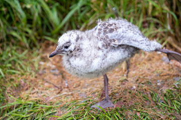Silver / Red-billed Gull