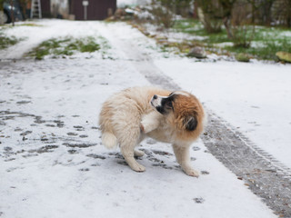 Puppy on a background of snow. Winter and favorite pets.