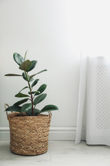 Beautiful tropical plant in wicker pot near white wall