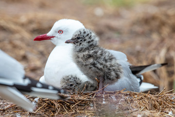 Silver / Red-billed Gull
