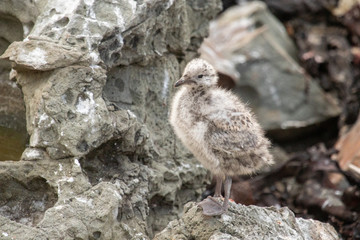 Silver / Red-billed Gull