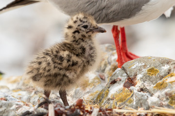 Silver / Red-billed Gull