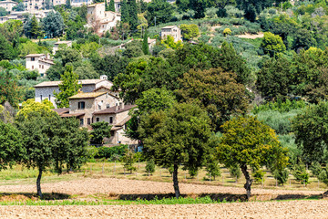 Fototapeta na wymiar Many olive trees growing in town or village city of Assisi in Umbria, Italy during sunny summer day with nobody and farm field