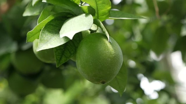 Green lemons on the tree. Lemons against the background of green leave
