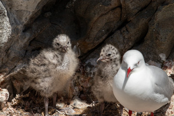 Silver / Red-billed Gull
