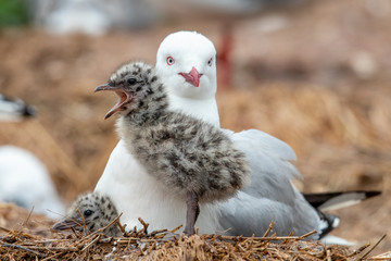 Silver / Red-billed Gull
