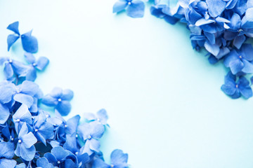 Fototapeta na wymiar Blue hydrangea flowers