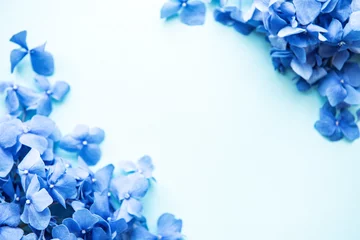 Afwasbaar fotobehang Blue hydrangea flowers © Olena Rudo