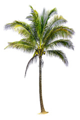 coconut palm tree isolated on white background