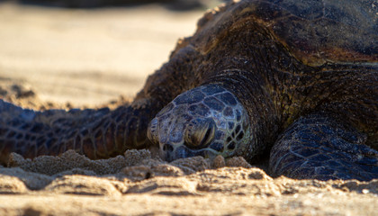 Sea Turtle, beach, sea life, nature