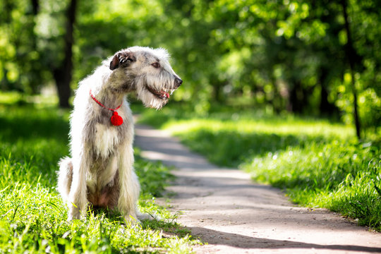 Irish Wolfhound portrait