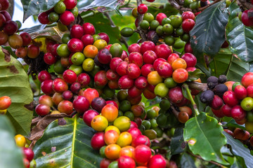 Branch of Coffee Beans. Close up of colorful coffee beans on the tree. Only the deep reds are ready to picked up by hand. Photo taken in a Farm located in Guatemala.