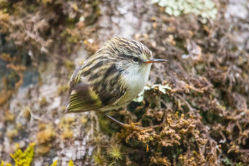 South Island Rifleman in New Zealand