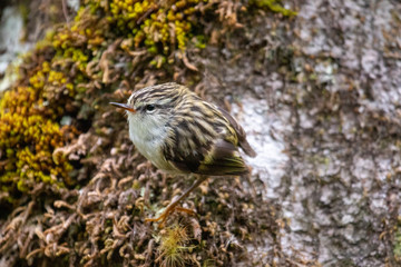 South Island Rifleman in New Zealand