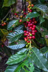 Branch of Coffee Beans. Close up of colorful coffee beans on the tree. Only the deep reds are ready to picked up by hand. Photo taken in a Farm located in Guatemala.