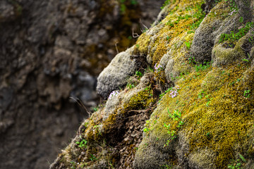 Pink or purple moss campion flowers in Iceland on cliff canyon in Fjadrargljufur on southern ring road viewpoint