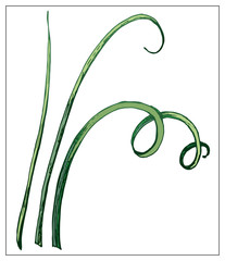 Vector silhouette of a blade of grass. Isolated drawing